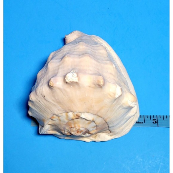 Queen Helmet Seashell Horned Gulf Conch Elaborate Opening 5" X 4" VGC! #A - Picture 8 of 10